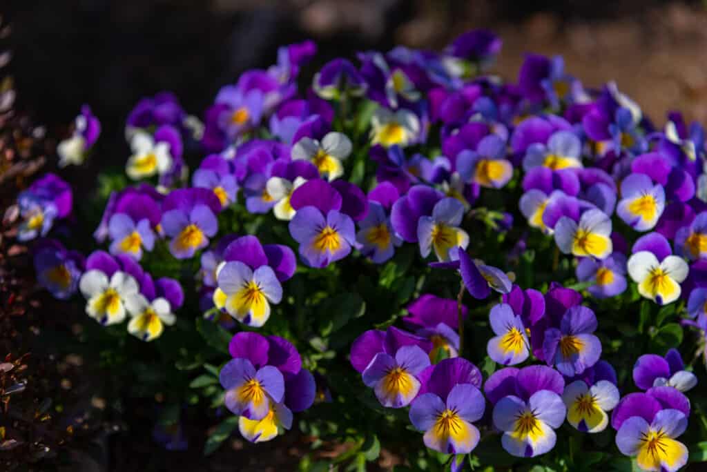 Flowers to Plant in December