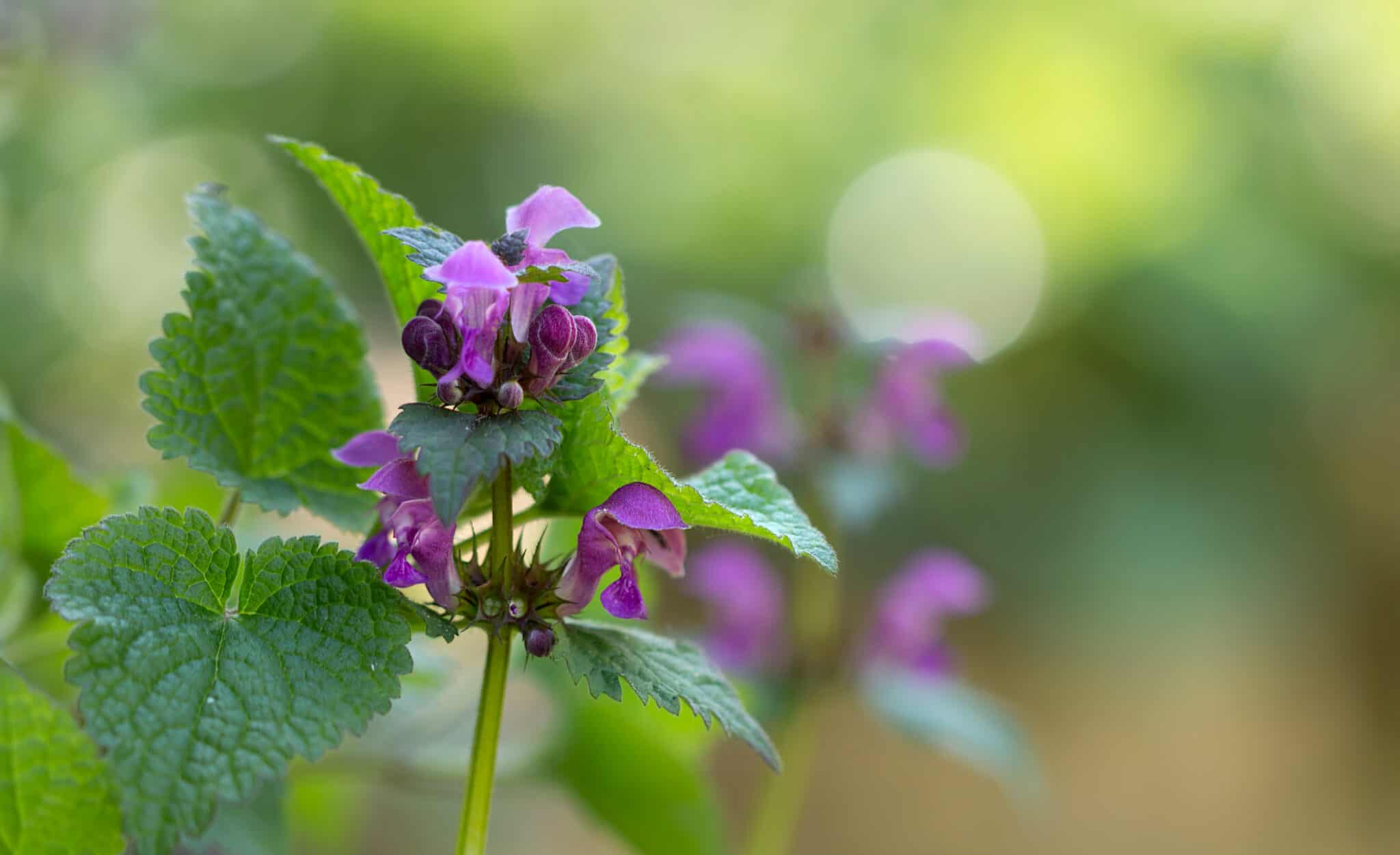 Мелисса Фото Растения Крупным Планом