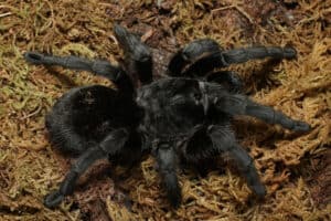 Brazilian Black Tarantula (Grammostola pulchra) A brilliantly black and large leg span spider, the Brazilian Black tarantula makes for a strikingly pretty pet.