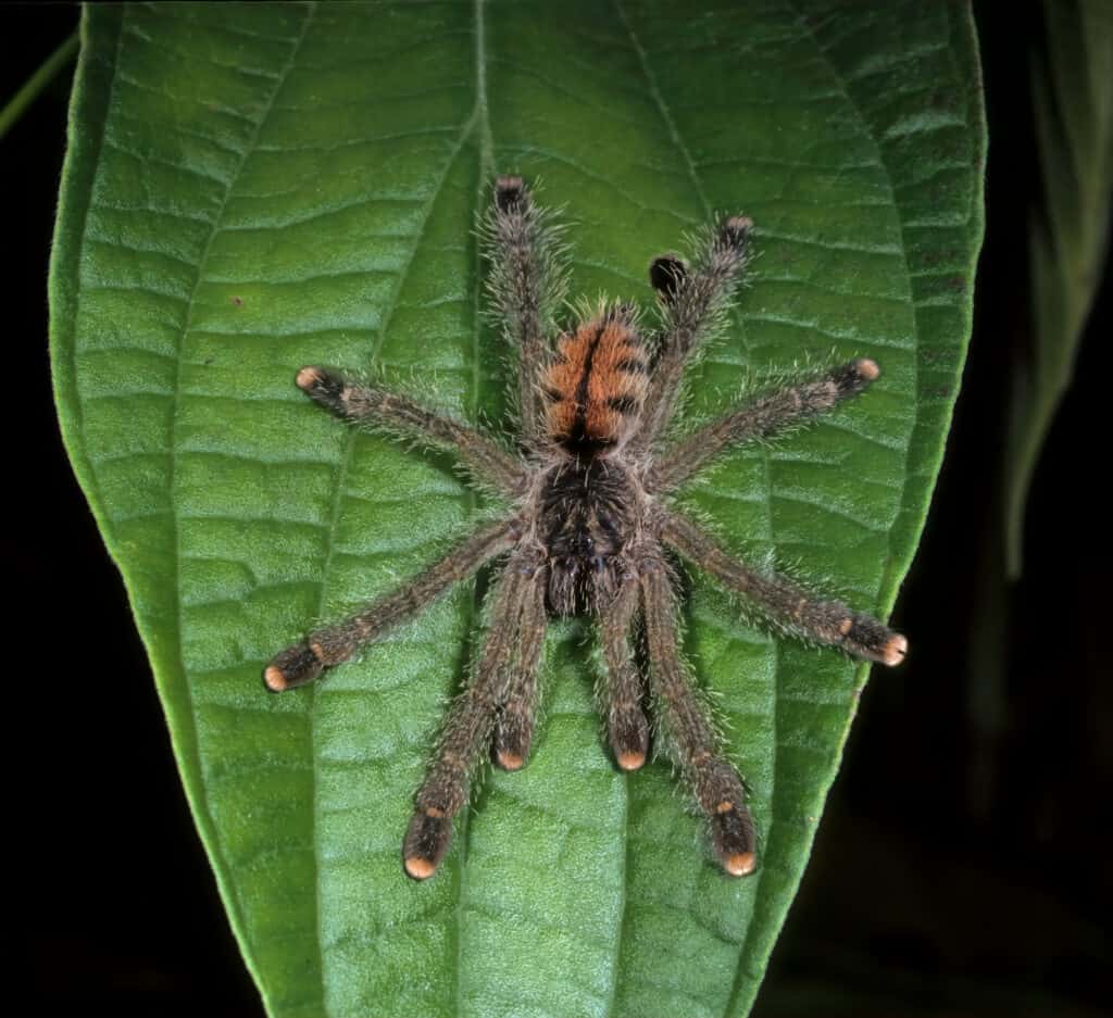 pink-toed tarantula