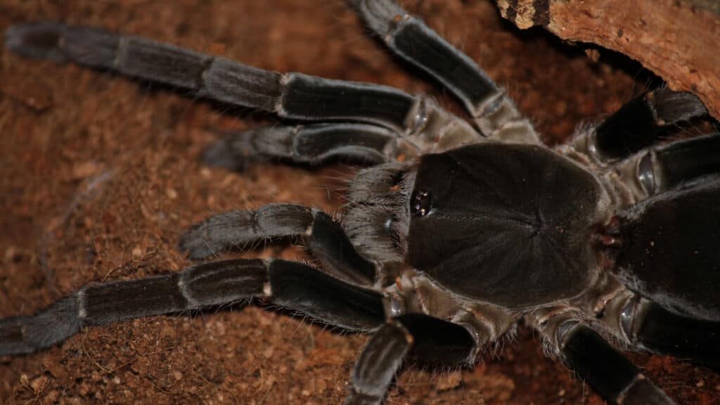 cameroon baboon tarantula