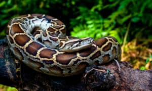 Watch This Angry Python Lash Out and Bite a Man Straight in the Butt Picture