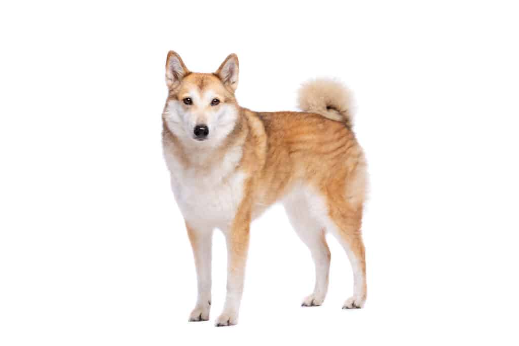 West Siberian Laika on white background