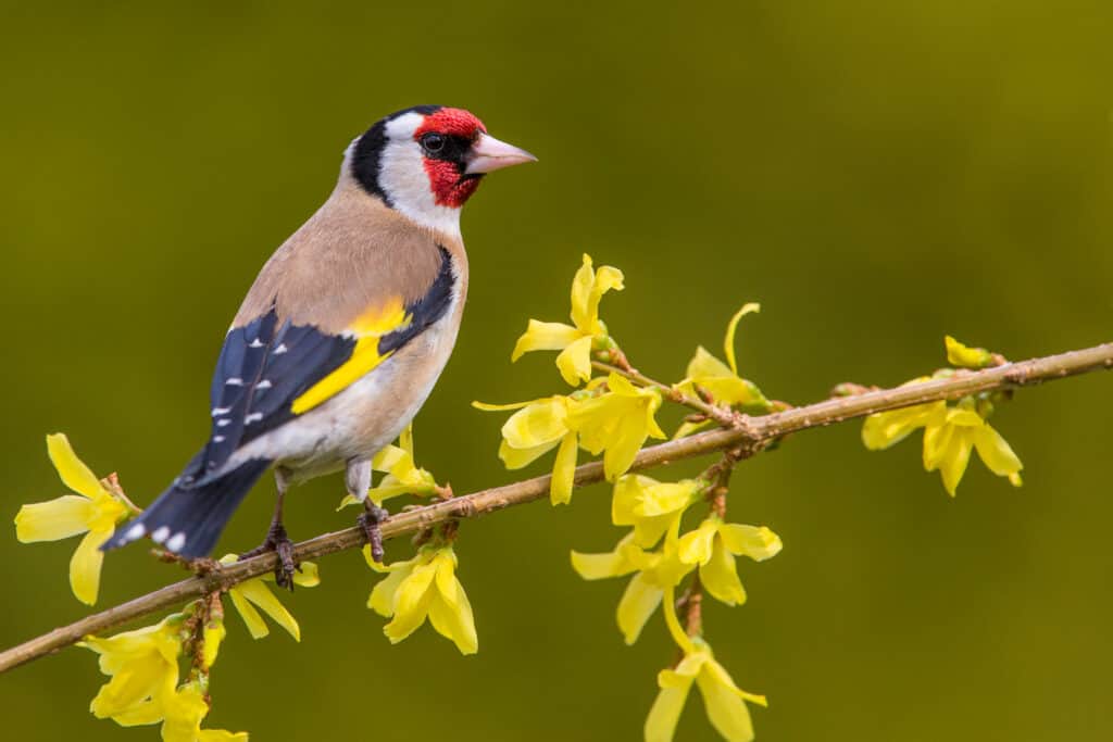European goldfinch on a branch with yellow flowers