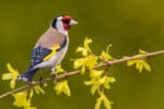European Goldfinch