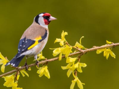 European Goldfinch Picture