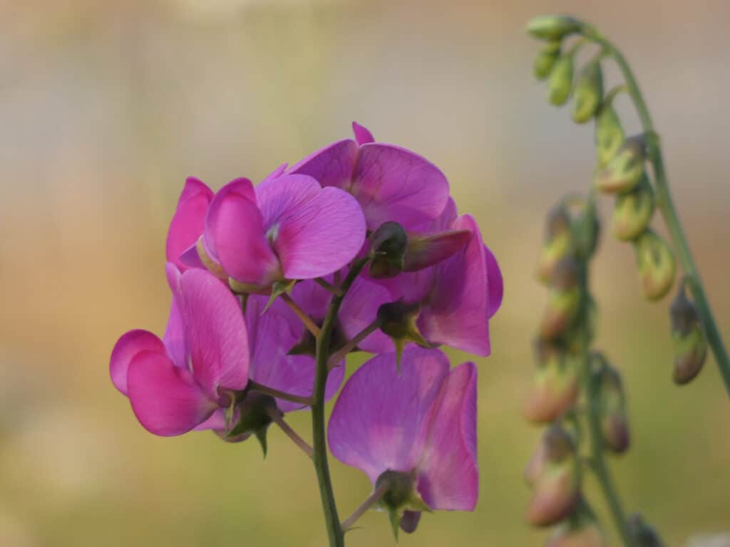 Perennial Sweet Pea