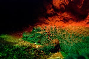 Witness 2 Divers Discovering Secret Crocodile Caves (Don’t Try This!) Picture