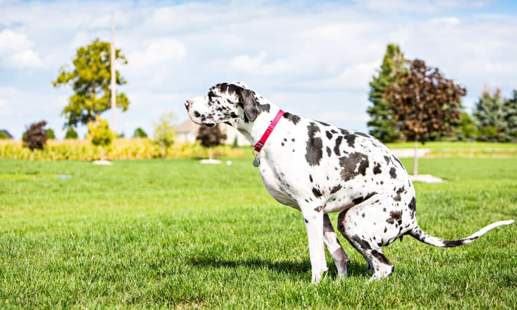 Great Dane dog pooping