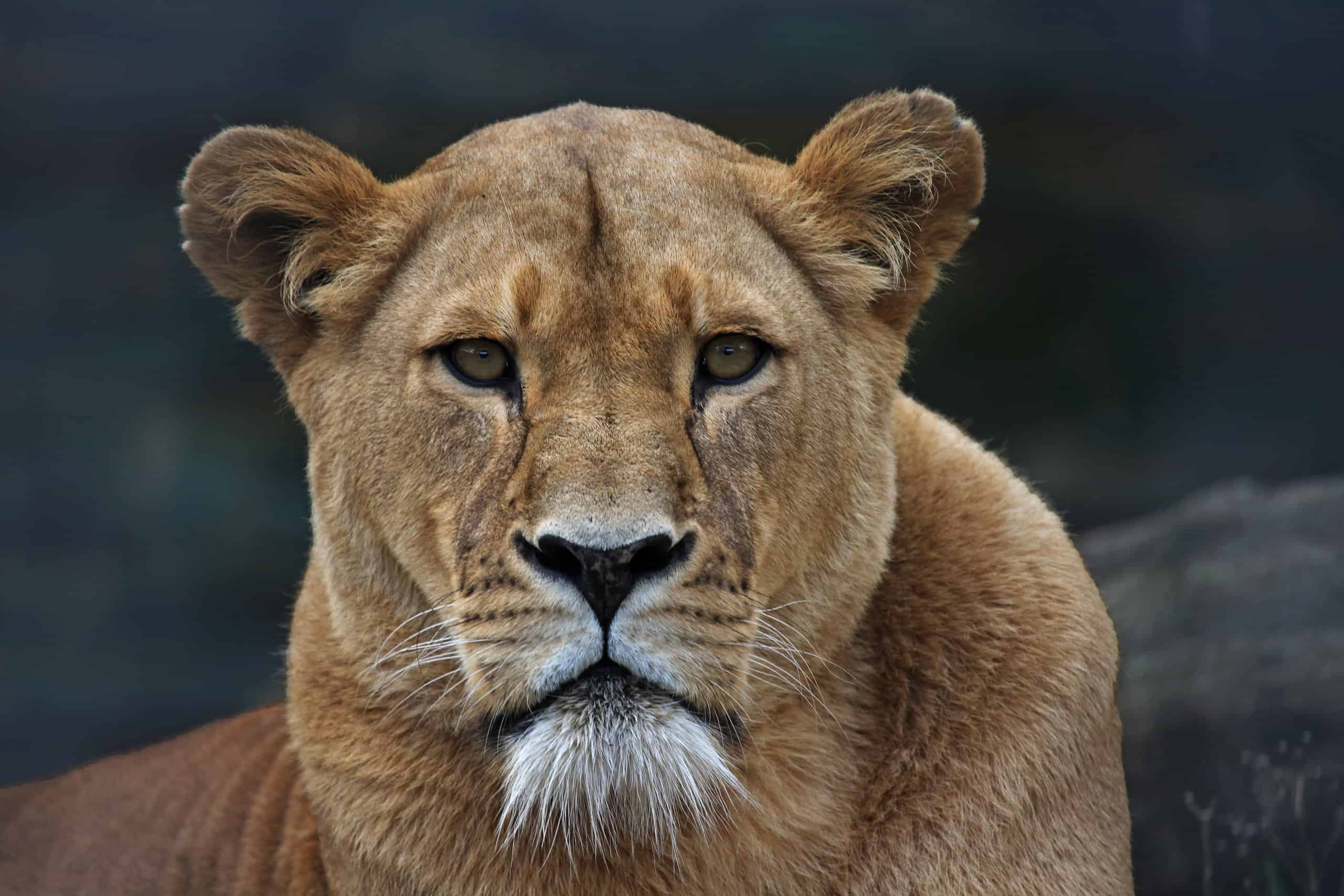 Watch a Lioness Save Her Zookeeper When The Male Lion Attacks Him Point ...