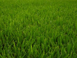St. Augustine Grass in the Winter: 7 Helpful Tips to Keep Your Lawn Thriving Picture
