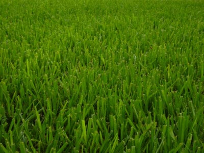 A Bahia Grass vs. St. Augustine Grass: What Are the Differences?