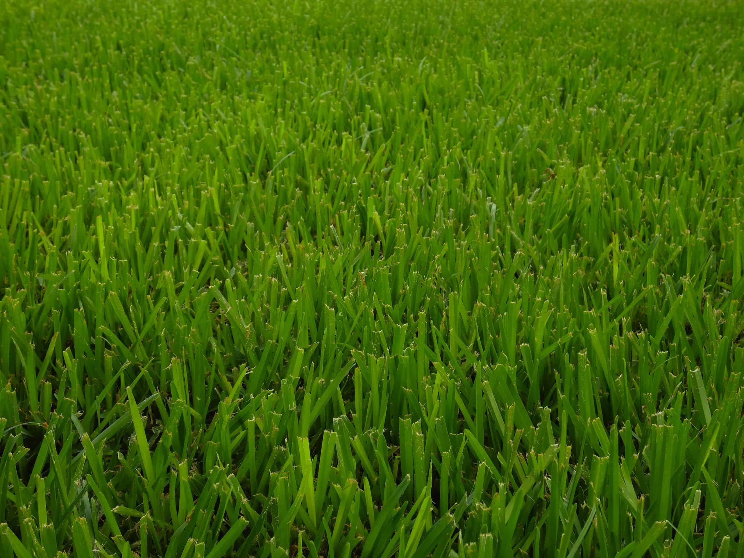St. Augustine grass in a lawn