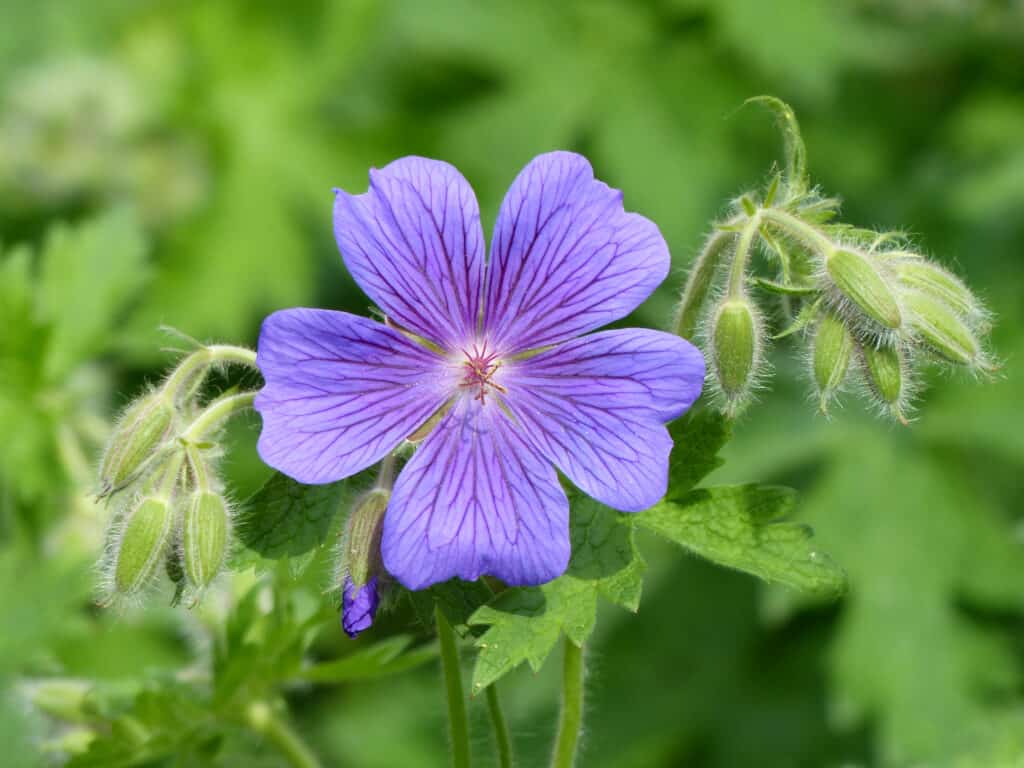 Seed geranium