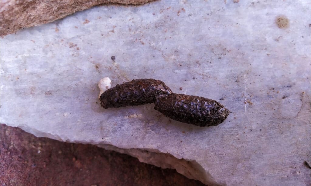 Chameleon Poop