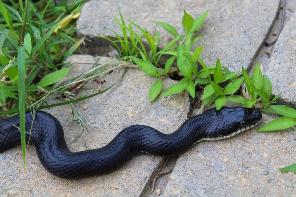 A black snake (Pantherophis obsoletus) crawling over stepping stones in a garden