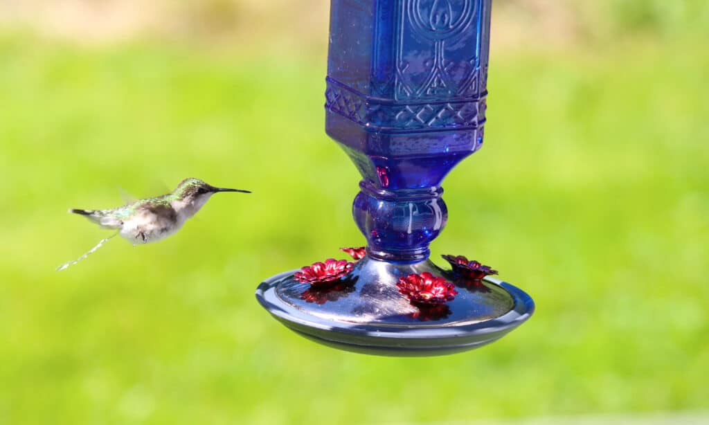 Flies congregate around bird feeders such as hummingbird feeders