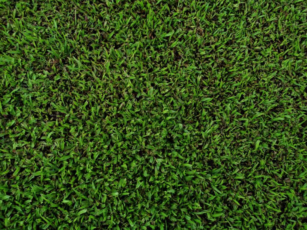 Green carpetgrass