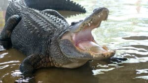 How Many Alligators Live in North Carolina? photo