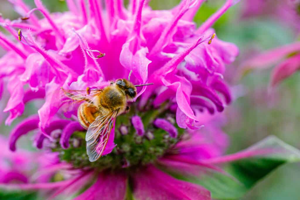 Bee on a Bee Balm Flower