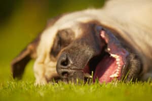 Dog Snoring: What It Means, And When to Be Concerned Picture
