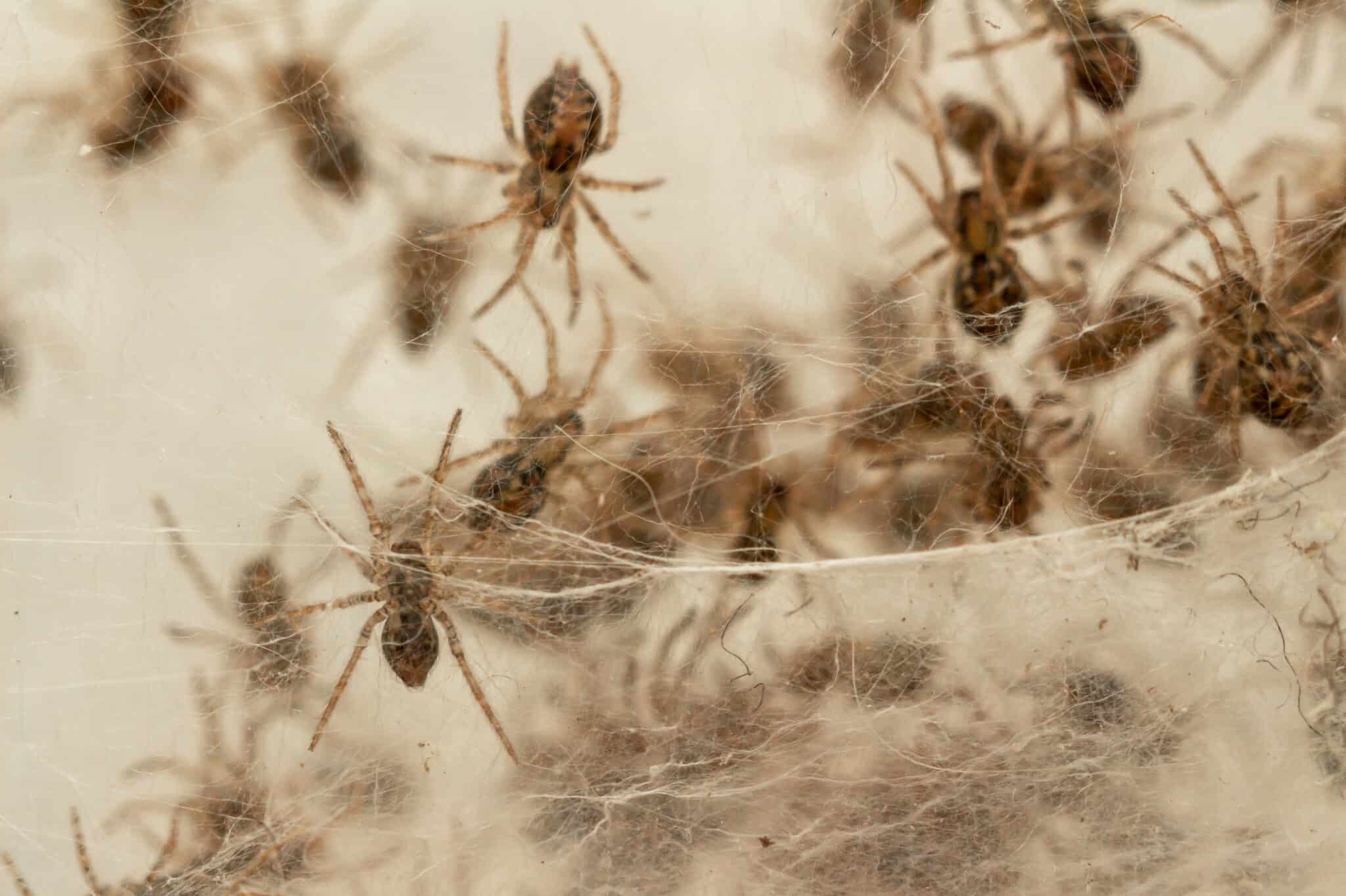 Where Do Spiders Go In The Winter? - A-Z Animals