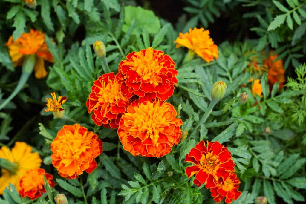 Marigolds attract beneficial insects to the garden.