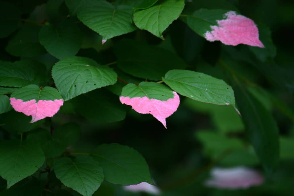 Silvervine leaf that turned to pink color.Hokkaido, Japan.