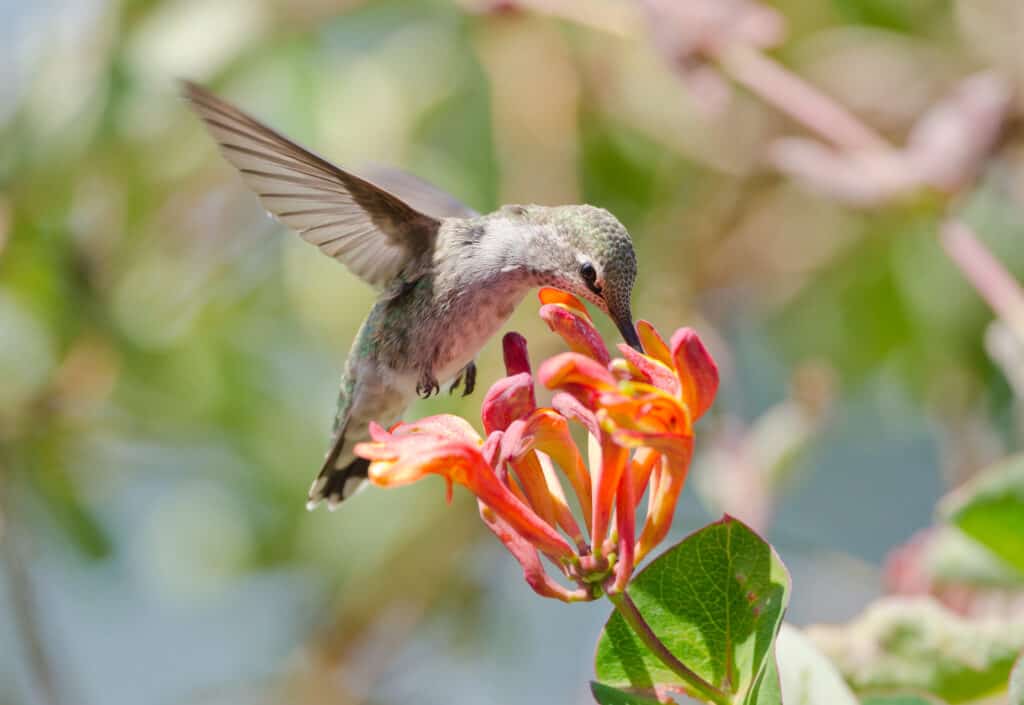 Hummingbird feeding on an orange honeysuckle flower