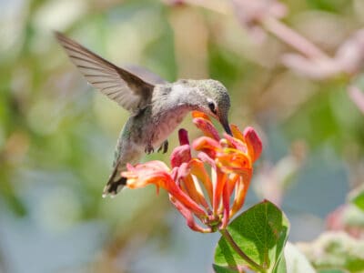 A 7 Plants That Attract Hummingbirds