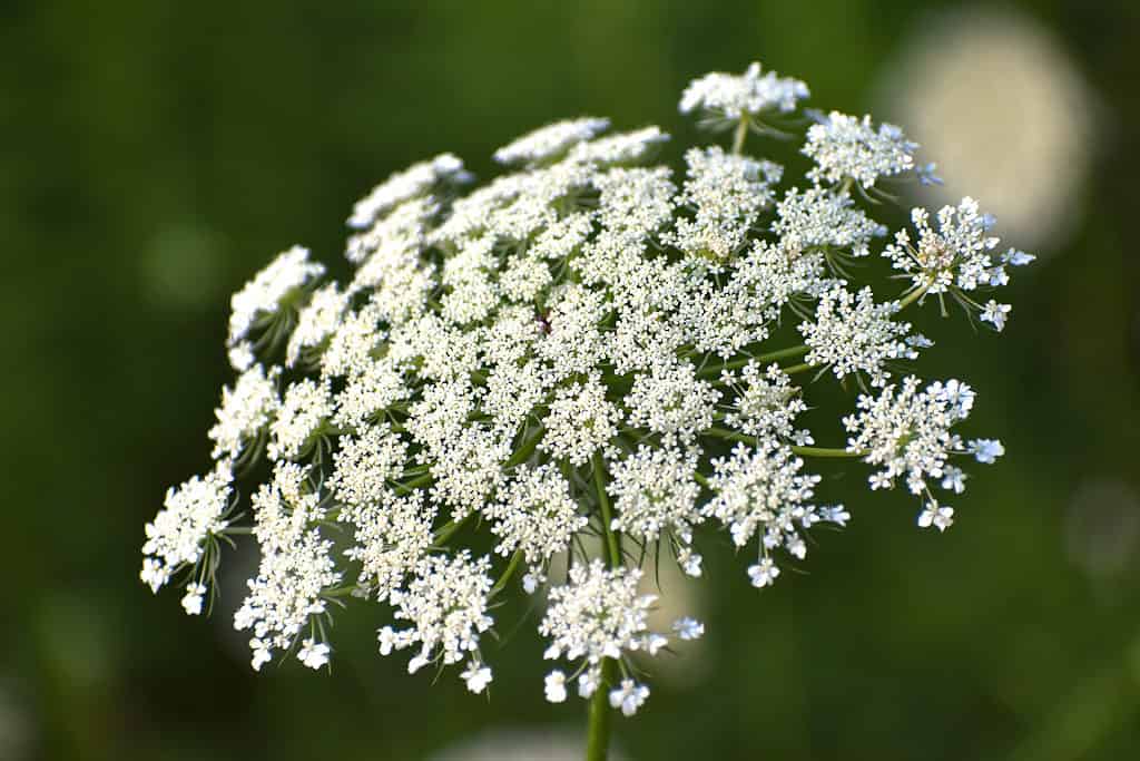 Close up of Queen Anne's Lace flower blooming in the summertime.