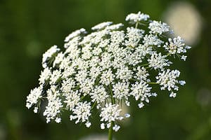 Queen Anne’s Lace vs. Baby’s Breath: What’s the Difference? Picture