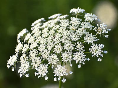 A Queen Anne’s Lace vs. Baby’s Breath: What’s the Difference?