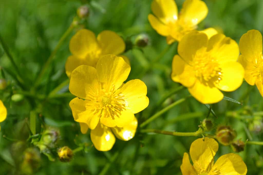 Buttercups in a field, bright yellow open flowers against bright green pasture grass. 