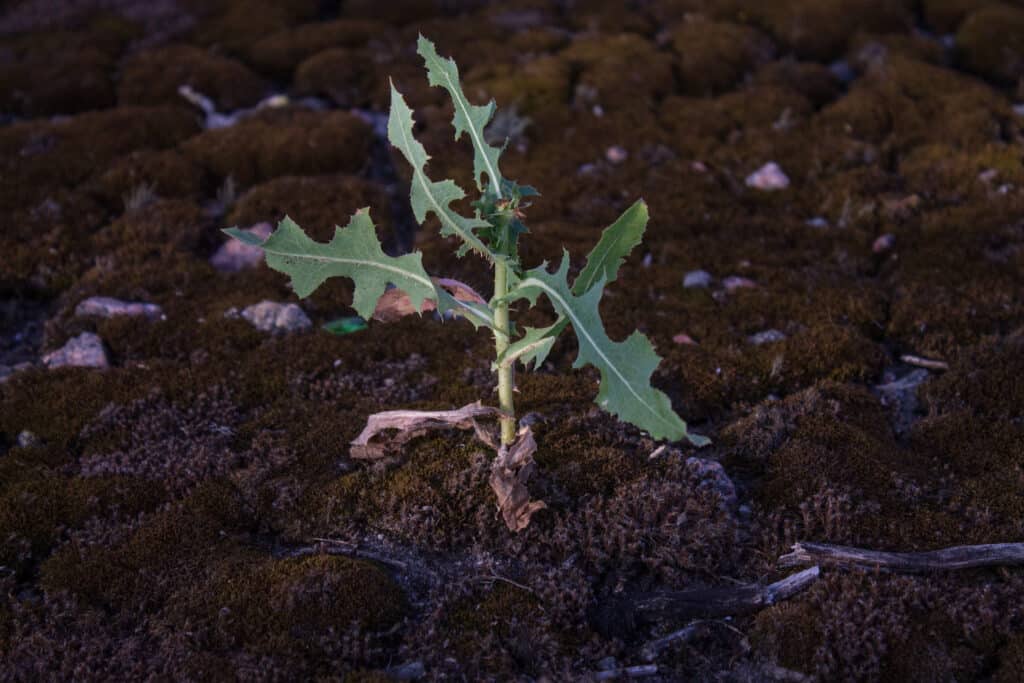 wild lettuce - aka lactuca