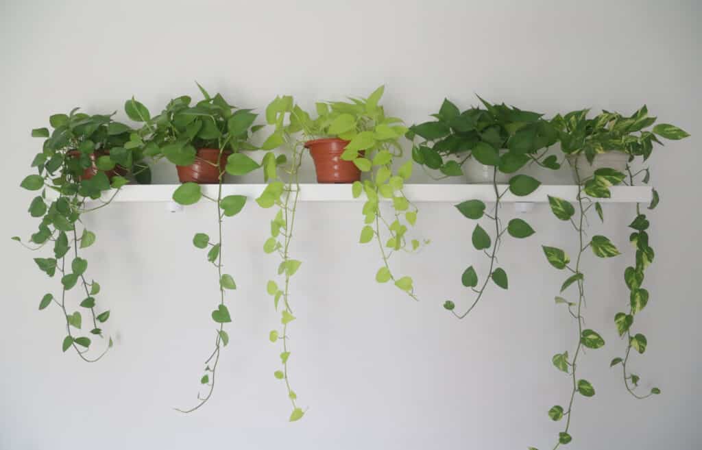 A row of pothos plants on a shelf