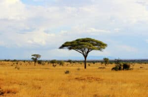 Discover Just How Big Africa’s Tsavo National Park Is Picture