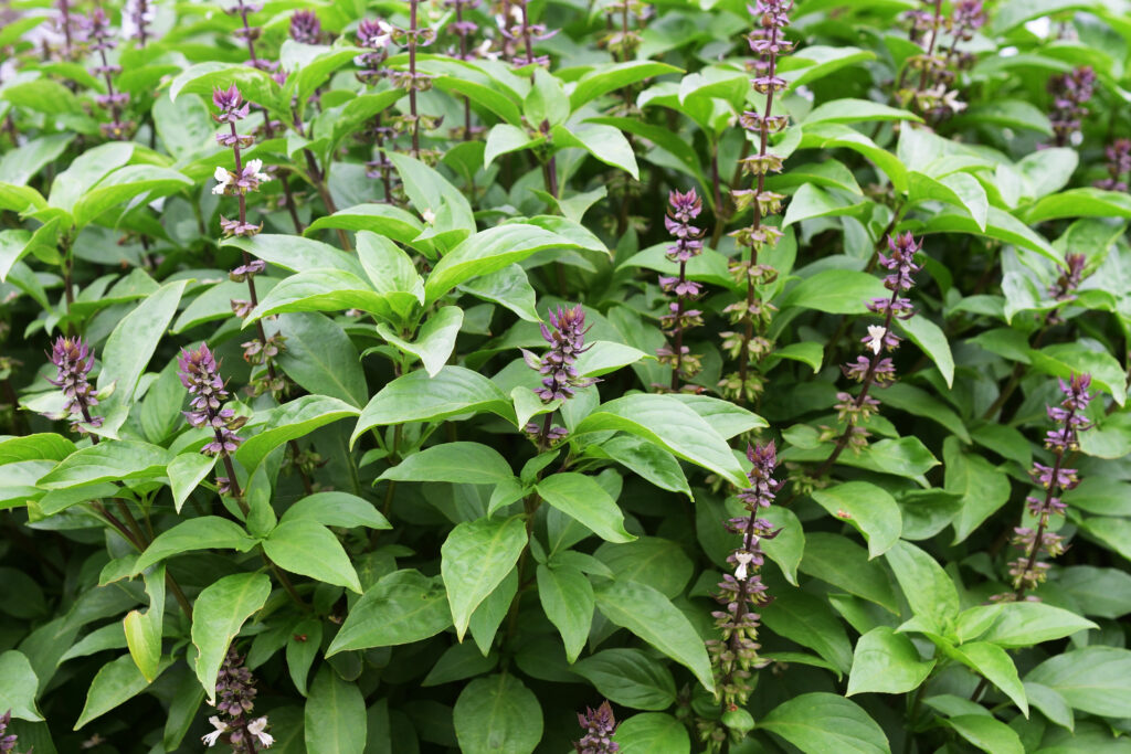Field of holy basil in flower with purple blooms