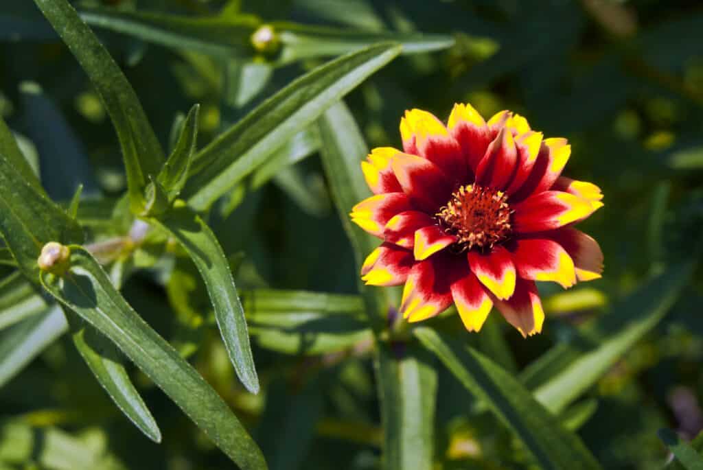 Mexican Zinnia