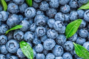 Highbush Blueberry vs. Lowbush Blueberry Picture
