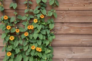 The 10 Best Perennial Flowering Vines That Come Back Every Year Picture