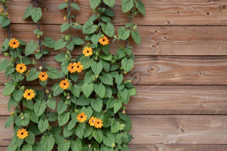 Black-Eyed Susan Vine