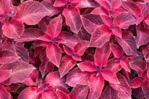 Coleus Leaves: Color Varieties and Other Fun Facts Picture