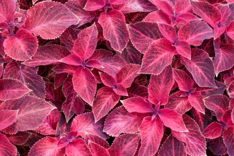 'Wizard Velvet' red coleus