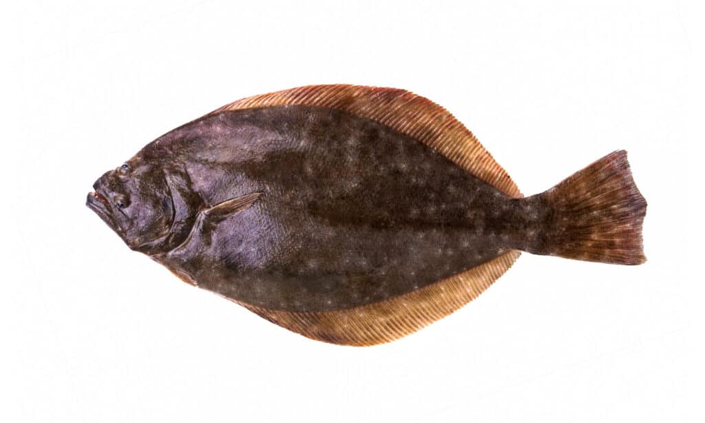 Southern Flounder