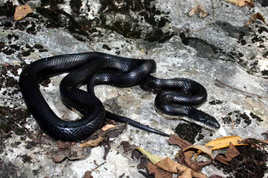 8 Black Snakes in Texas: One is Venomous! - A-Z Animals