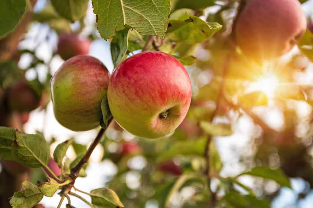 Apple tree