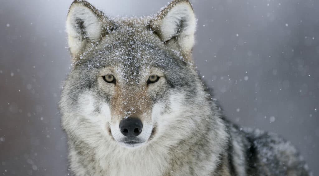 grey wolf