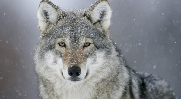 are wolves nocturnal or diurnal