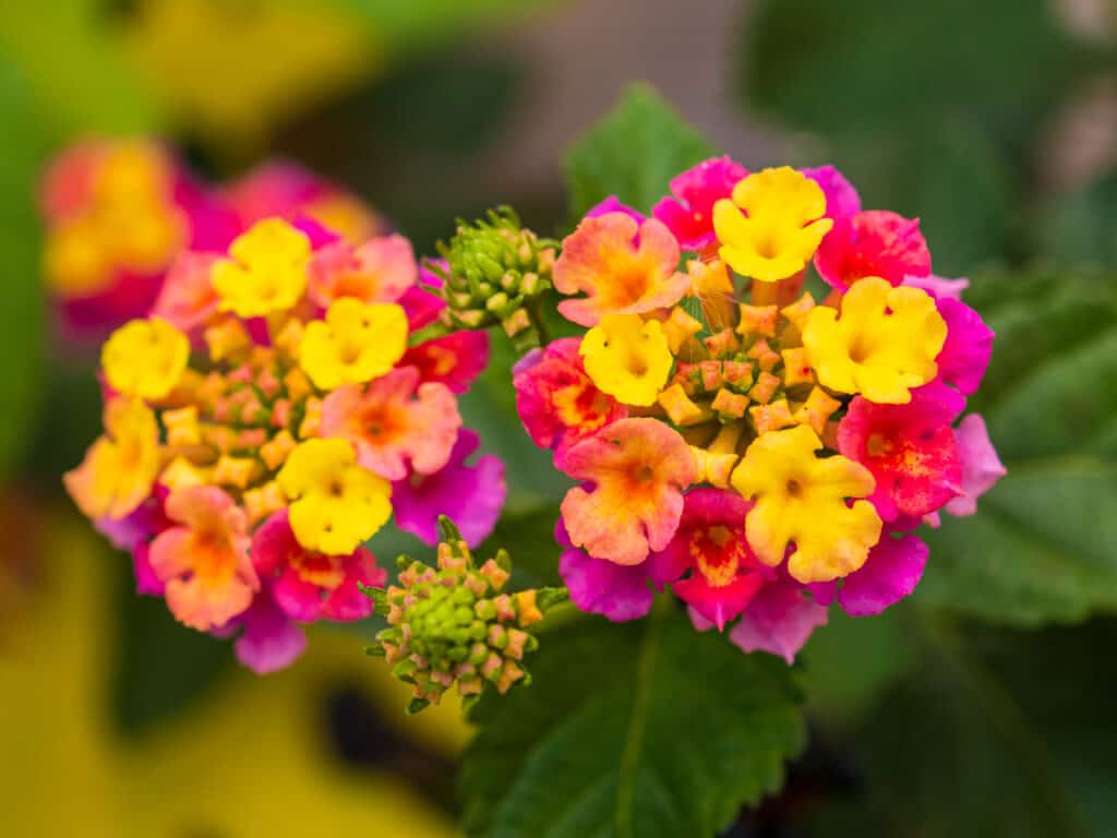 Lantana flowers close up